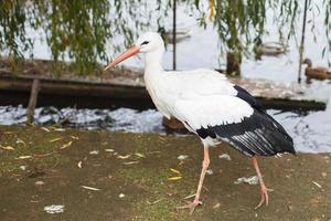 Stork near the lake. portrait of a stork photo