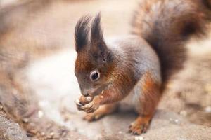 squirrel nibbles acorn. portrait of a squirrel close photo