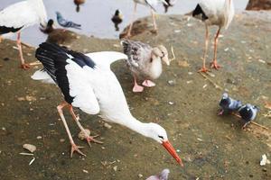 Stork near the lake. portrait of a stork. stork eats bread with its beak photo