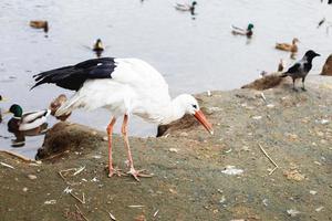 cigüeña cerca el lago. retrato de un cigüeña. cigüeña come un pan con sus pico foto