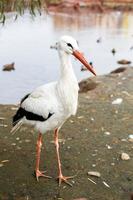 Stork near the lake. portrait of a stork photo