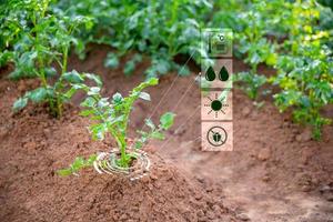 Smart farming with IoT internet of things, Growing potato seedling with infographics. Smart farming and precision agriculture 4.0. modern agricultural technology and data management to industry farm photo