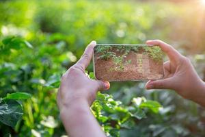 inteligente agricultura con iot Internet de cosas, creciente patata planta de semillero con infografía. inteligente agricultura y precisión agricultura 4.0. moderno agrícola tecnología y datos administración a industria granja foto