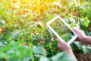 Smart farming with IoT internet of things, Growing potato seedling with infographics. Smart farming and precision agriculture 4.0. modern agricultural technology and data management to industry farm photo