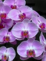 Group of pastel purple Orchid flowers in dark background, perfect shape, element, selective focus, backdrop, flora, vertical photo