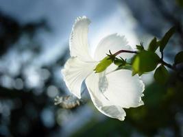 Back side of single White Hibiscus flower, Hawaiian hibiscus in backlit light, translucent white petals in twilight dim hazy blurred background photo