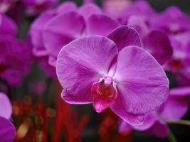 Natural form of magenta purple Orchid flower in blurred background, perfect shape, element, selective focus, backdrop, flora photo