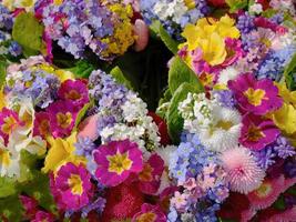 Close up directly above view multicolored different mixed of primroses and flowers background with copy space, colorful vivid flora in springtime photo