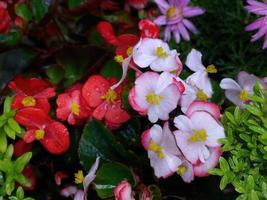 Selective focus at Soft pink Semperflorens begonias flower. Semperflorens begonias, wax begonias, bedding plants, nature wallpaper, red begonias flora in background photo