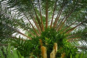 Beautiful view View under a palm tree photo