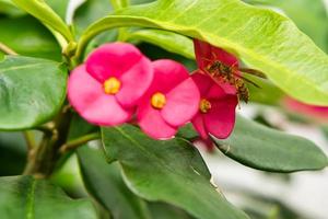 Yellow wasp on crown of thorns flower photo