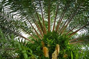 Beautiful view View under a palm tree photo