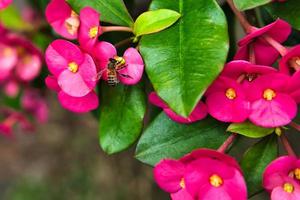 abeja tomando néctar dentro el corona de espinas flor foto