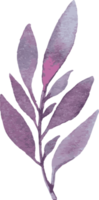 Watercolor Leaves Nature Isolated Element Illustration Clipart Illustration png