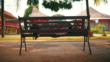 an Asian woman lying on a park bench under a large shady tree alone video