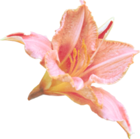 rosa realistico Vintage ▾ fiore. floreale botanico stampabile estetico elementi. ritagliare scrapbooking adesivi per nozze inviti, i Quaderni, giornali, saluto carte, involucro carta png