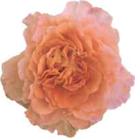 roze realistisch wijnoogst roos bloem. bloemen botanisch afdrukbare esthetisch elementen. uitknippen scrapbooking stickers voor bruiloft uitnodigingen, notitieboekjes, tijdschriften, groet kaarten, omhulsel papier