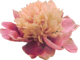 rosa realistico Vintage ▾ peonia fiore. floreale botanico stampabile estetico elementi. ritagliare scrapbooking adesivi per nozze inviti, i Quaderni, giornali, saluto carte, involucro carta png