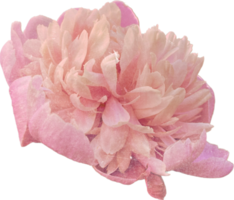 rosado realista Clásico peonía flor. floral botánico imprimible estético elementos. separar scrapbooking pegatinas para Boda invitaciones, cuadernos, diarios, saludo tarjetas, envase papel png