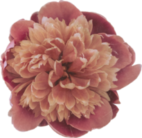 rosa realistico Vintage ▾ peonia fiore. floreale botanico stampabile estetico elementi. ritagliare scrapbooking adesivi per nozze inviti, i Quaderni, giornali, saluto carte, involucro carta