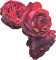 rosa realistisk årgång reste sig blomma. blommig botanisk tryckbar estetisk element. Skära ut scrapbooking klistermärken för bröllop inbjudningar, anteckningsböcker, tidskrifter, hälsning kort, omslag papper png