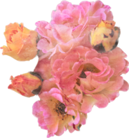 Rosa realista vintage rosa flor. floral botânico imprimível estético elementos. Cortar fora scrapbooking adesivos para Casamento convites, cadernos, diários, cumprimento cartões, invólucro papel png