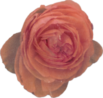 Rosa realista vintage rosa flor. floral botânico imprimível estético elementos. Cortar fora scrapbooking adesivos para Casamento convites, cadernos, diários, cumprimento cartões, invólucro papel png