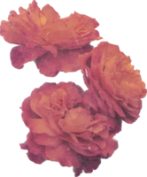 rose réaliste ancien Rose fleur. floral botanique imprimable esthétique éléments. coupé scrapbooking autocollants pour mariage faire-part, des cahiers, revues, salutation cartes, emballage papier png