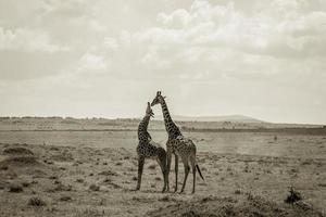 dos jirafas en masai mara nacional parque. foto
