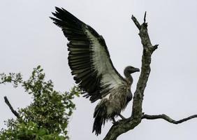 un buitre tierras en un árbol en África. foto