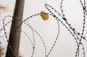 barbed wire on the fence photo