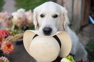 The muzzle of a Labrador retriever dog sits near flowers and holds a hat in his teeth photo