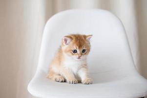 long-haired british kittens photo