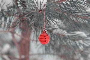 The defocused background of Fir green branches are decorated with small red ball. Selective focus. Snow-covered spruce pine branches. photo