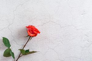 Fresh red rose with leaves on gray texture background. Top view. Copy space photo