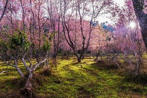 landscape of Beautiful Wild Himalayan Cherry Blooming pink Prunus cerasoides flowers at Phu Lom Lo Loei and Phitsanulok of Thailand photo