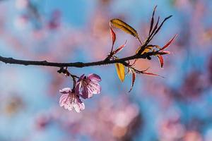 Beautiful Wild Himalayan Cherry Blooming pink Prunus cerasoides flowers at Phu Lom Lo Loei and Phitsanulok of Thailand photo