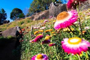 Beautiful meadow wildflowers straw flower in the mountains Phu Hin Rong Kla National Park, Thailand photo