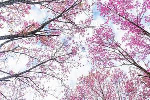 Beautiful Wild Himalayan Cherry Blooming pink Prunus cerasoides flowers at Phu Lom Lo Loei and Phitsanulok of Thailand photo