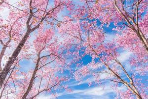 paisaje de hermosa salvaje himalaya Cereza floreciente rosado prunus cerasoides flores a phu lom lo loei y phitsanulok de Tailandia foto