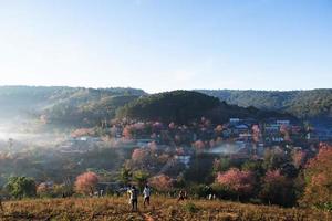 landscape of Beautiful Wild Himalayan Cherry Blooming pink Prunus cerasoides flowers at Phu Lom Lo Loei and Phitsanulok of Thailand photo