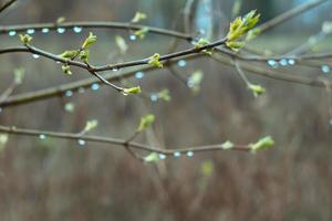 Close up dew drops on birch twigs concept photo