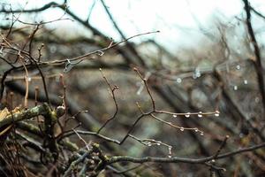 Close up wet brushwood with rain drops concept photo