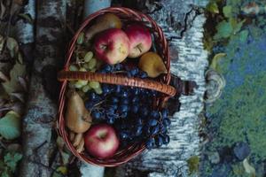 Close up woven basket with ripe fruits standing on birch tree trunks concept photo