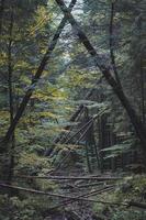 Falling thin trees in autumn forest landscape photo