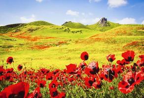 Spring green nature meadow field with hilly background and poppy flowers foreground. Copy paste sunny springtime banner space. photo