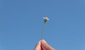 blanco flores en mano en azul cielo antecedentes foto