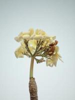 Frangipani flowers or Plumeria flowers in the morning sun photo