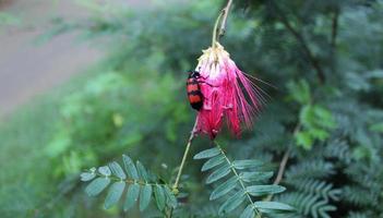 cerca arriba macro Disparo de el negro y rojo venenoso escarabajo mylabris pústula familia meloidae comiendo vistoso flor foto