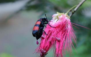 Close up macro shot of the black and red poisonous beetle Mylabris pustulata family Meloidae eating colourful flower photo